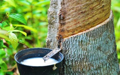 橡胶的主要成分是什么？橡胶是天然材料还是人造材料