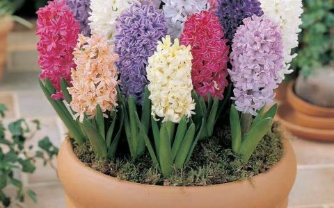 紫色风信子花语（紫色风信子花语及代表意义）