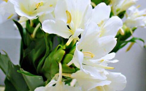 杜若花的花语(杜若是什么花)