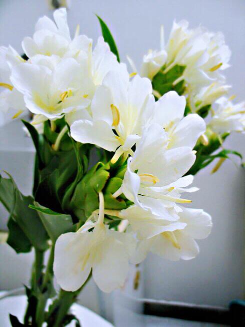 杜若花的花语（杜若是什么花）