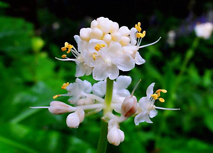 杜若花的花语（杜若是什么花）