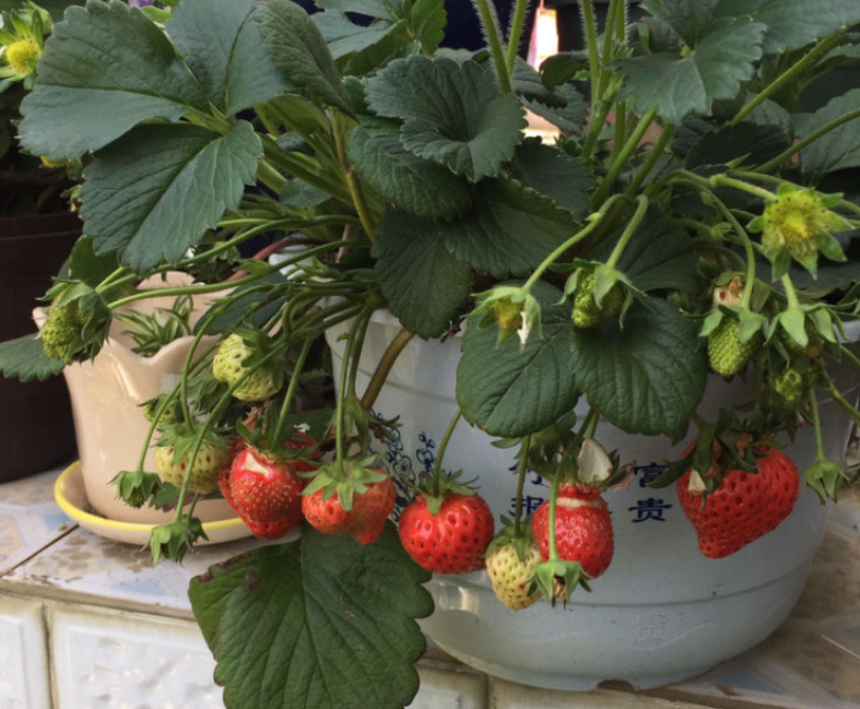 草莓适合什么季节种（草莓几月份种植最好）