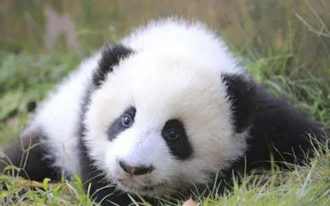 大熊猫的外貌特征有哪些？