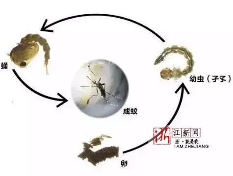 蚊子的寿命有多长？