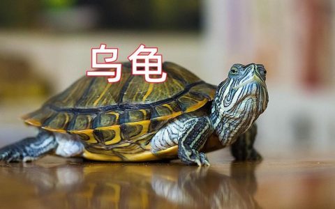 甲鱼、乌龟、王八、鳖有什么区别?