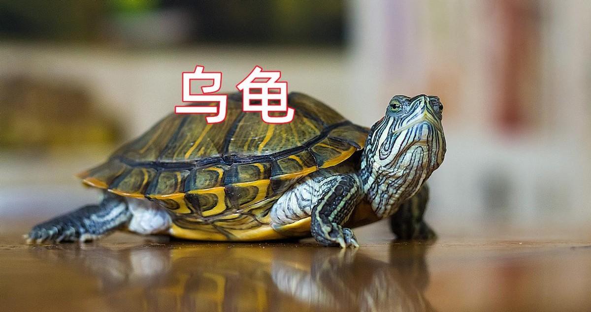 甲鱼、乌龟、王八、鳖有什么区别?