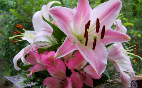 百合花是什么意思（百合花的花语和寓意）