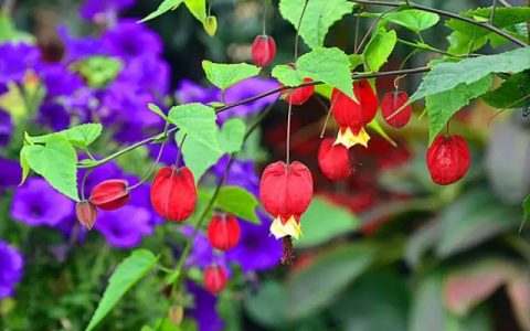 风铃花各种颜色的花语（风铃花的寓意是什么）