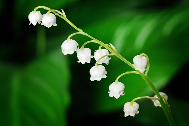 风铃花各种颜色的花语（风铃花的寓意是什么）