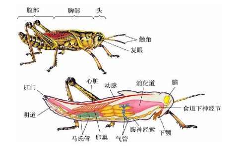 昆虫有几条腿（蜘蛛是昆虫吗）