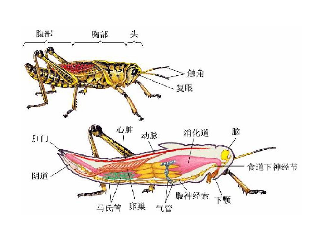 昆虫有几条腿（蜘蛛是昆虫吗）