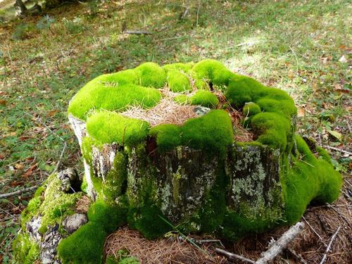 苔藓类植物（苔藓是什么植物）