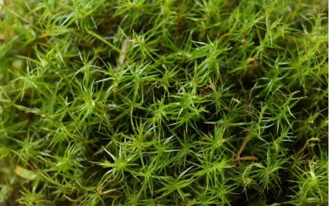 苔藓类植物（苔藓是什么植物）