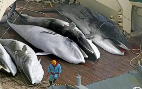 日本捕鲸合法吗？