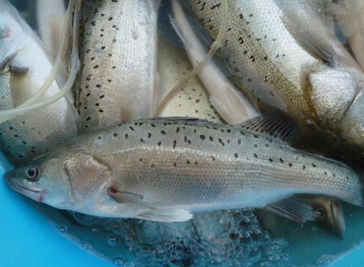 鲈鱼是淡水鱼还是海鱼，淡水鲈鱼和海鲈鱼怎么区别？