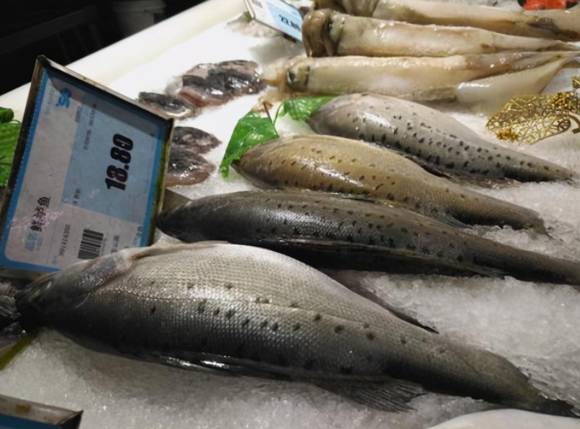 鲈鱼是淡水鱼还是海鱼，淡水鲈鱼和海鲈鱼怎么区别？