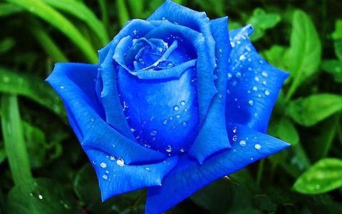 蓝玫瑰花语是什么意思（蓝玫瑰花）