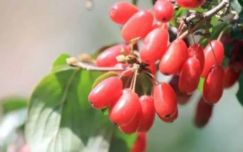 茱萸是什么,重阳节这天为什么要“遍插茱萸”？