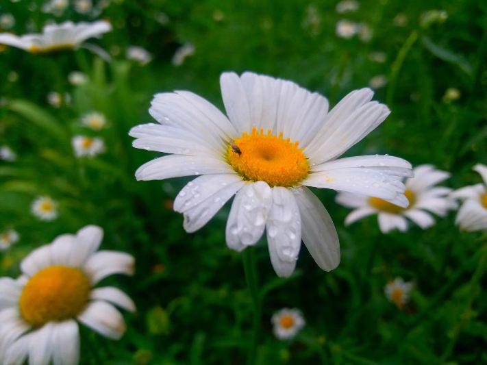 小白菊的花语是什么（小白菊的花语和象征）