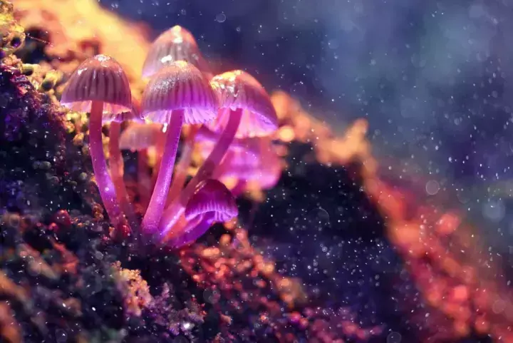 蘑菇是不是发物？蘑菇是真菌还是植物