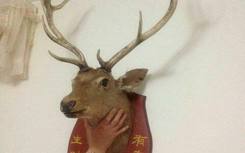 鹿头寓意着什么意思（鹿头有啥寓意）