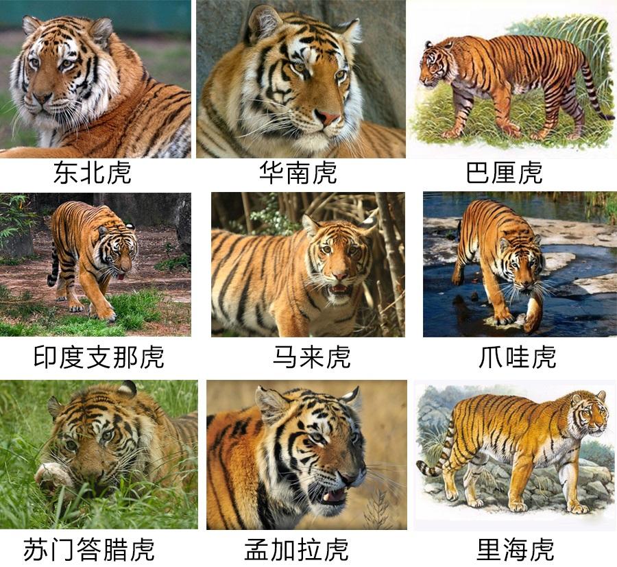 东北虎和华南虎的区别（东北虎厉害还是华南虎厉害）