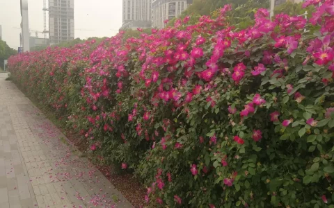 蔷薇寓意（蔷薇花语是什么）