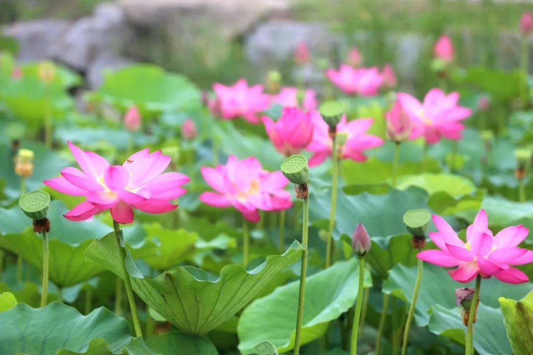 睡莲与荷花的区别（睡莲和荷花如何区分）