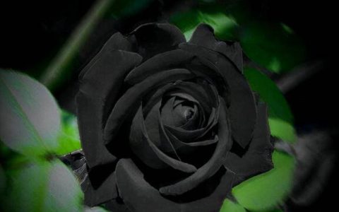 黑色玫瑰花（黑色玫瑰花的寓意是什么）