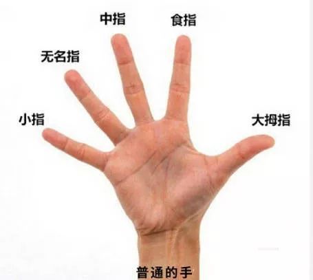 手指怎么分别是什么指（手指都是什么指）