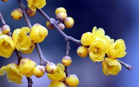 腊梅和梅花的区别（ 腊梅跟梅花有什么区别）