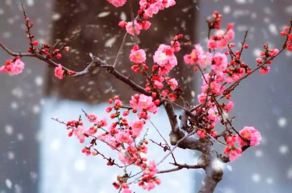 腊梅和梅花的区别（ 腊梅跟梅花有什么区别）