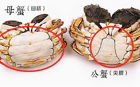 公蟹好吃还是母蟹好吃？母蟹和公蟹的区别
