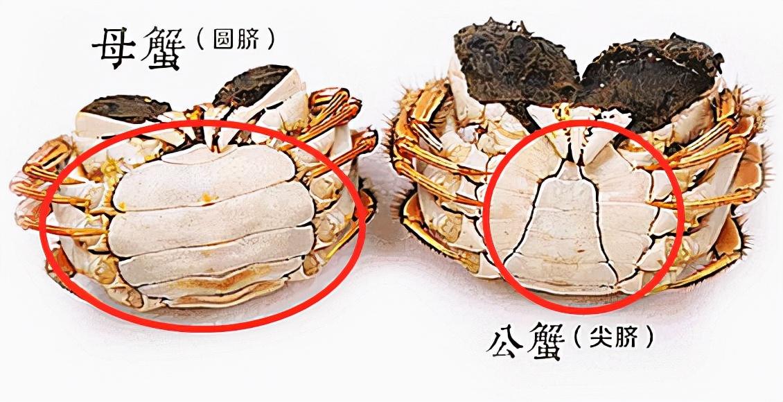 公蟹好吃还是母蟹好吃？母蟹和公蟹的区别