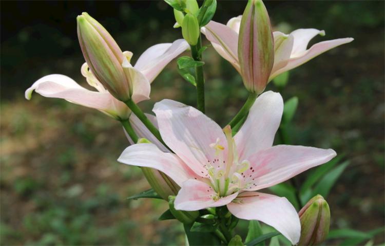 百合的花语是什么？百合的寓意和象征