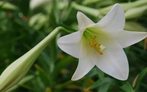 百合的花语是什么？百合的寓意和象征