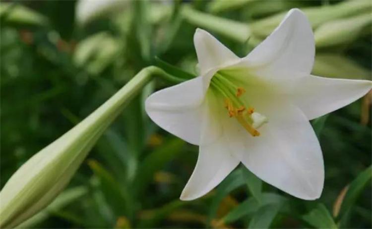 百合的花语是什么？百合的寓意和象征