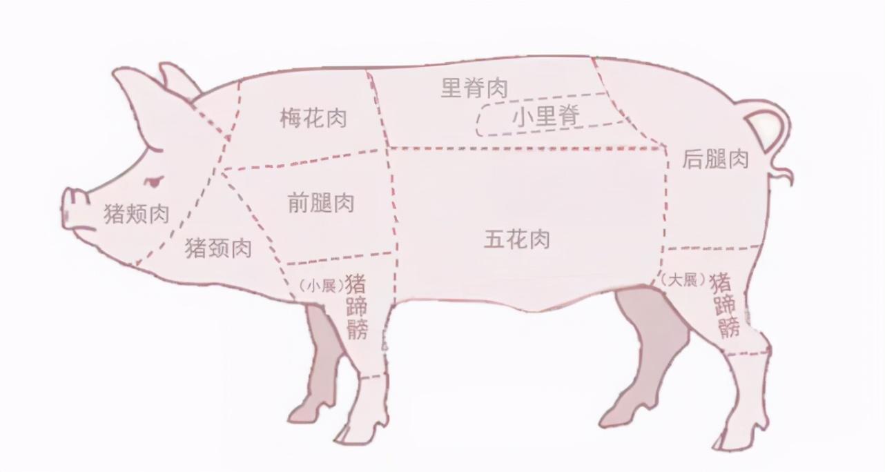 夹心肉和五花肉哪个好（夹心肉跟五花肉的区别）