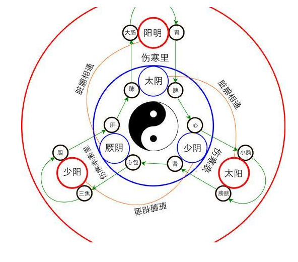 太阴少阴厥阴强弱顺序（三阴三阳的强弱顺序）