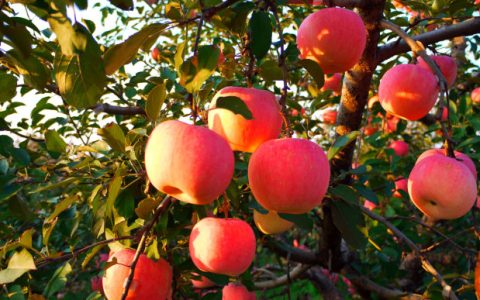 苹果成熟季节是几月份（苹果什么时候采摘）