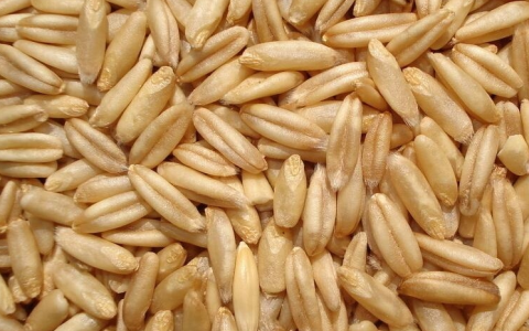 燕麦与小麦有什么区别？小麦和燕麦是一样的吗