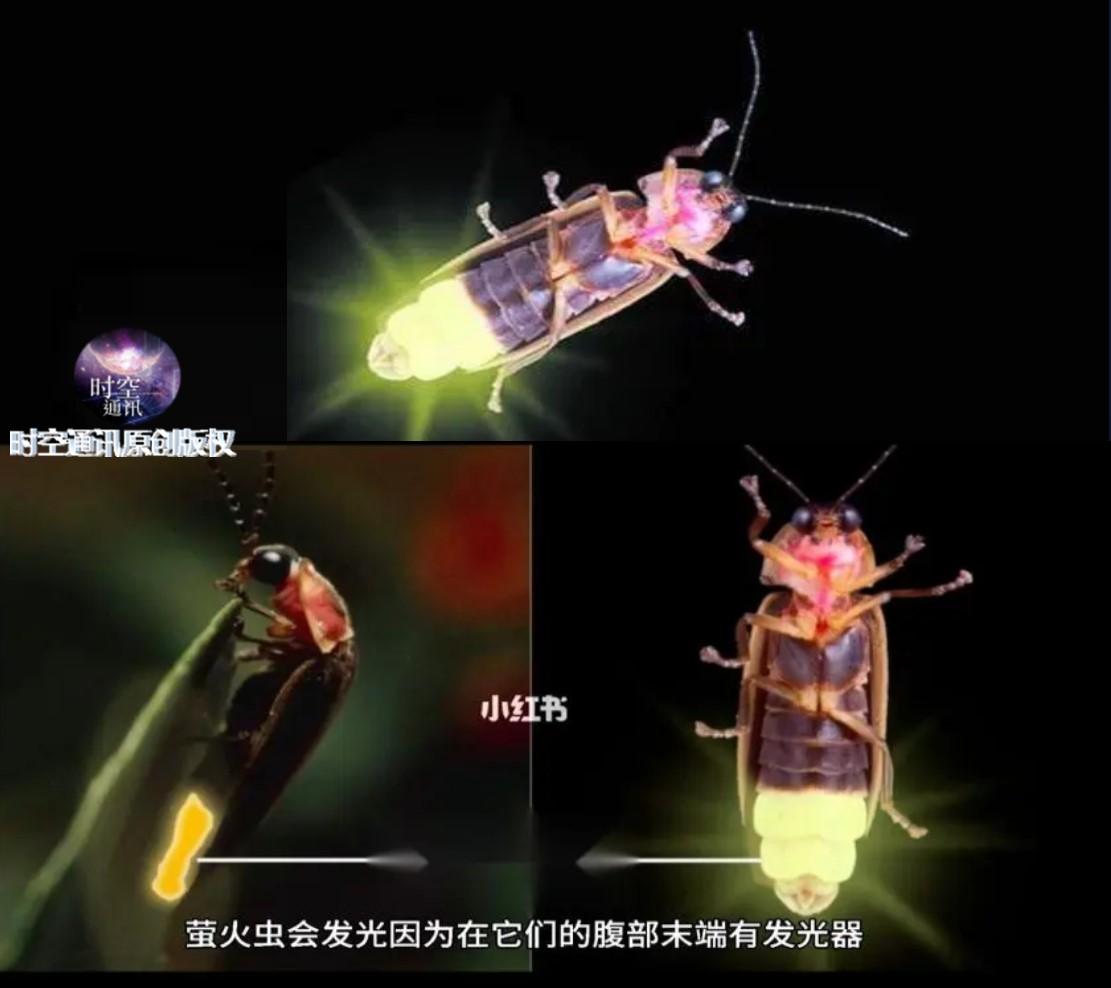 萤火虫长什么样？为什么萤火虫会发光
