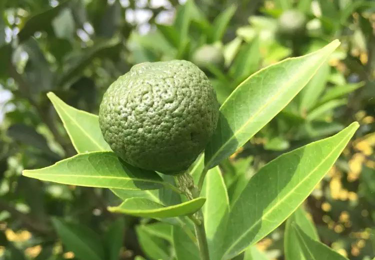 陈皮果叫什么果（陈皮果和陈皮的区别）