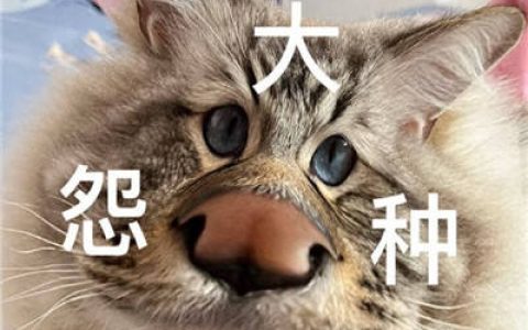 网络用语大冤种是什么意思(网络词冤种)