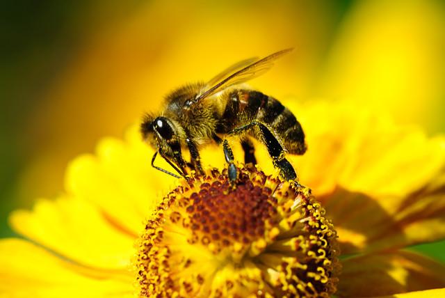 蜜蜂有几只脚？蜜蜂到底有几条腿