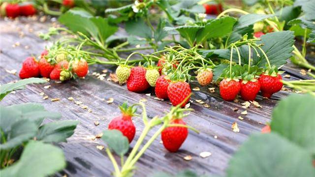 草莓什么季节种植最好（什么季节种草莓最好）