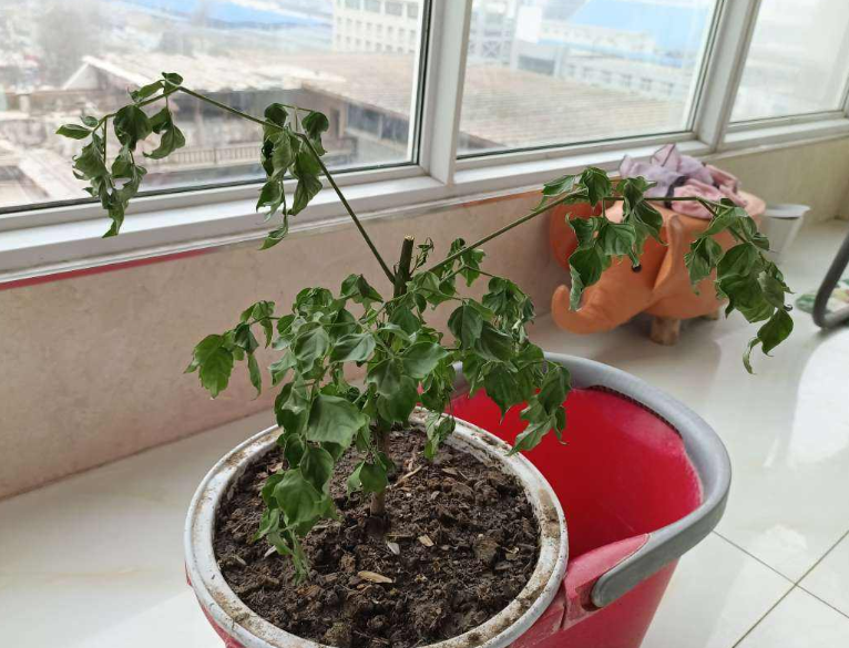 幸福树掉叶子怎么办？幸福树的养护方法