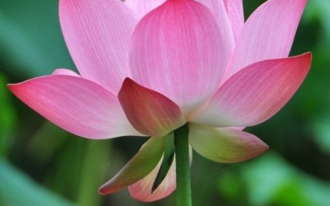 莲花与荷花区别在什么地方（荷花与莲花区别是什么）