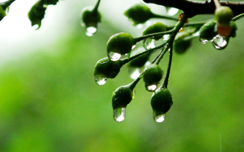 每年的梅雨季节是什么时候（梅雨季节都是什么时候）