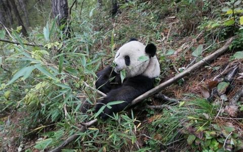 大熊猫最爱吃毛竹还是青川箭竹（大熊猫最爱的竹子是什么）